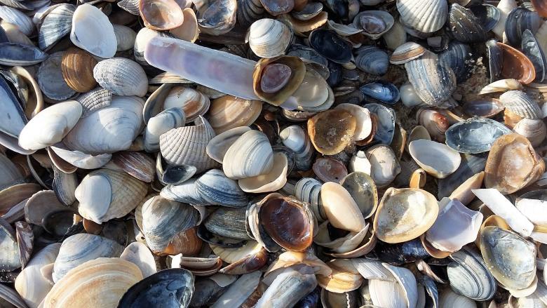 Free stock image of Mussels created by Pixabay