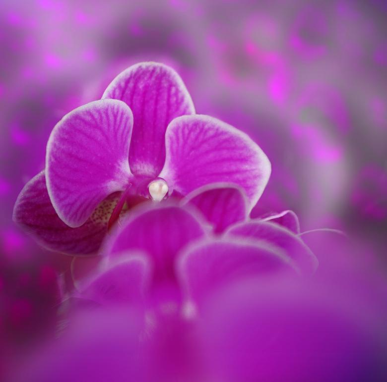 Free stock image of Wild Orchid created by Pixabay