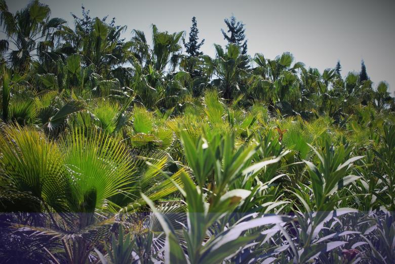 Free stock image of Palm Trees created by Pixabay