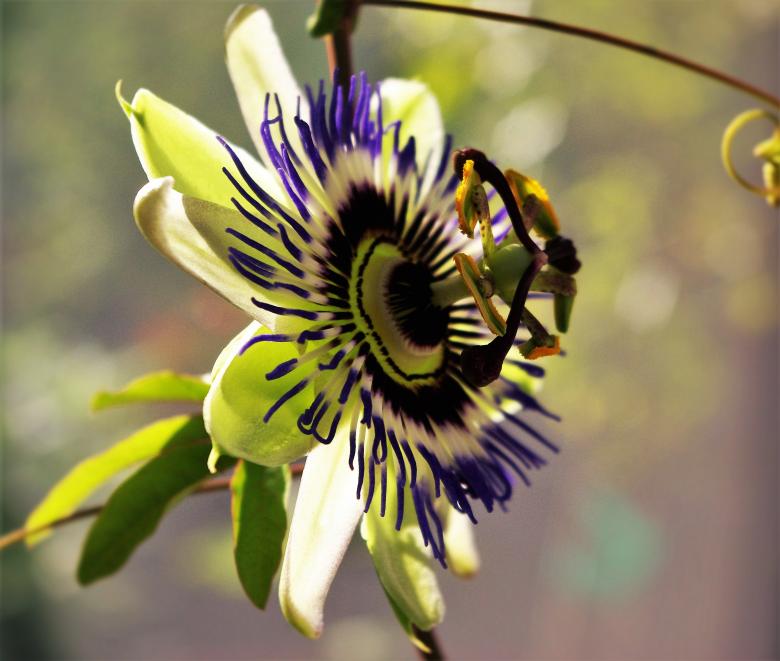 Free stock image of Passion Flower created by Pixabay