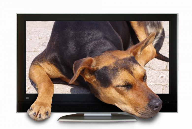 Free stock image of Sleeping Dog created by Pixabay