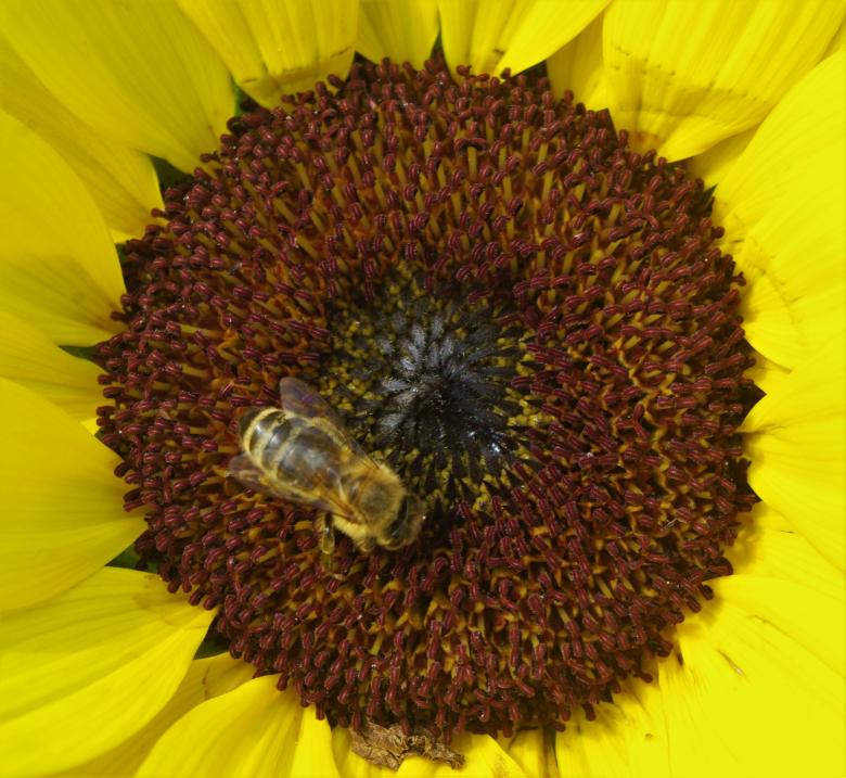 Free stock image of Bee on the Sunflower created by Pixabay