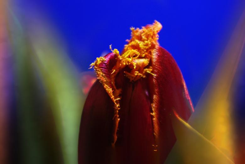 Free stock image of Fresh Tulip created by Pixabay