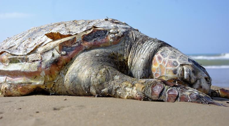 Free stock image of Turtle on the Beach created by Pixabay