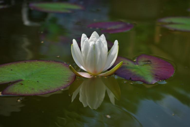 Free stock image of Water Lily created by Pixabay