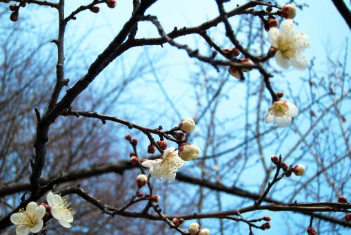 Free Stock Photo of Flowers on the Tree