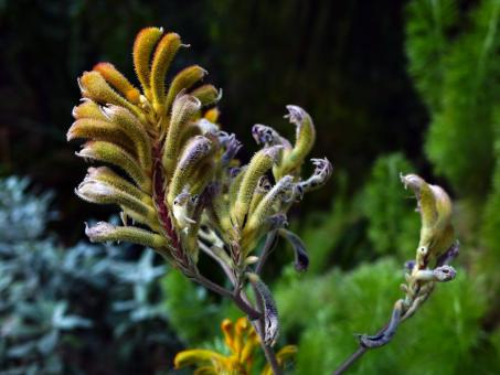 Free Stock Photo of Anigozanthos