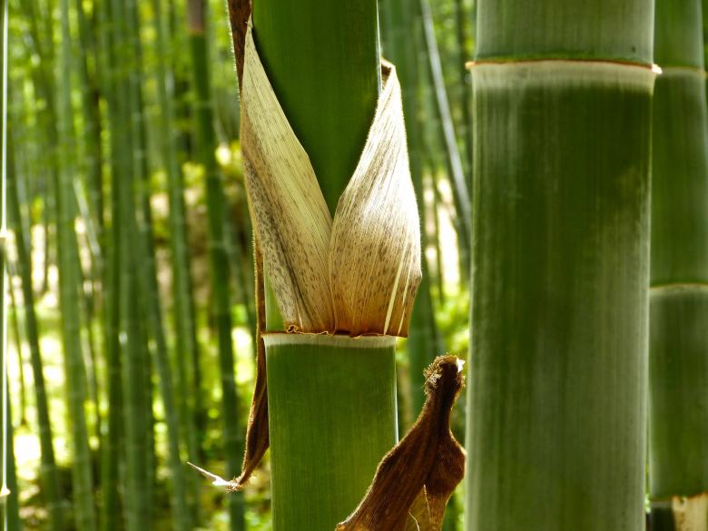Free stock image of Bamboo Forest created by Pixabay