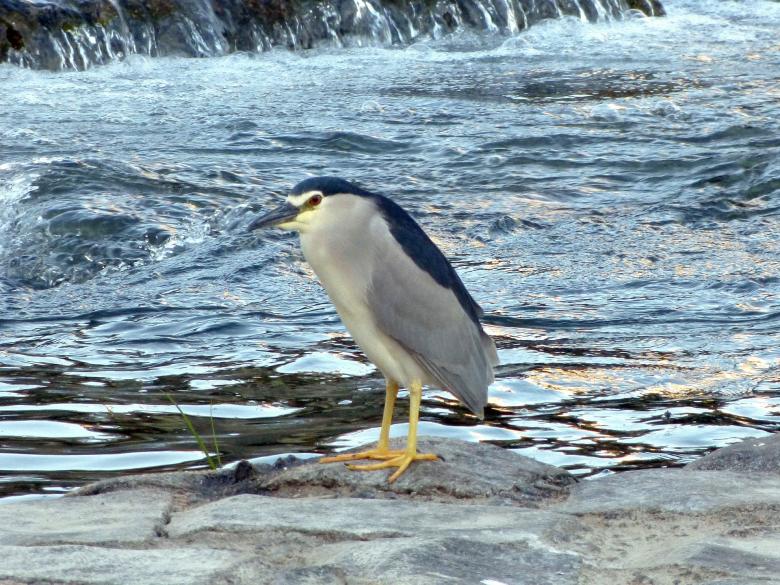 Free stock image of Black Crowned Bird created by Pixabay