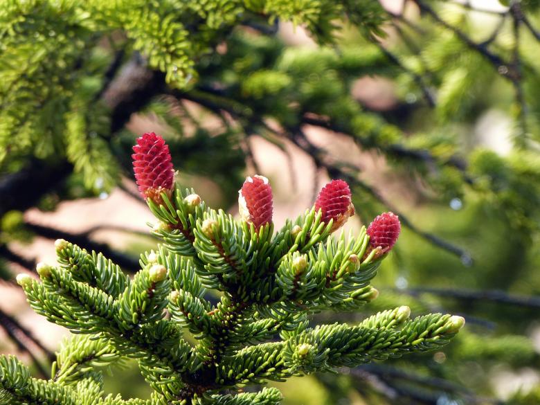 Free stock image of Branches created by Pixabay