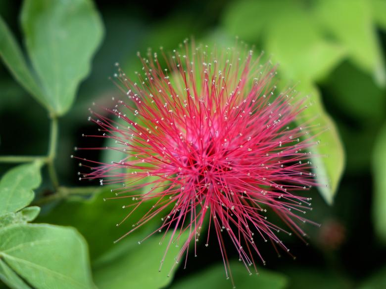 Free stock image of Calliandra Haematocephala created by Pixabay