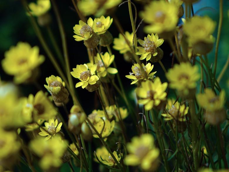 Free stock image of Fresh Flowers created by Pixabay