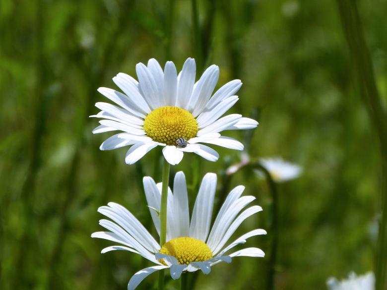 Free stock image of White Daisy created by Pixabay
