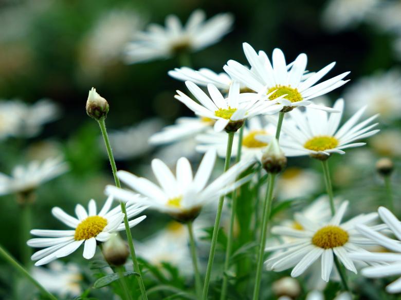 Free stock image of White Daisy created by Pixabay