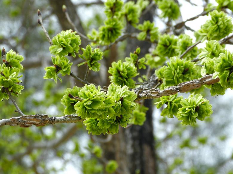 Free stock image of Green Flower created by Pixabay