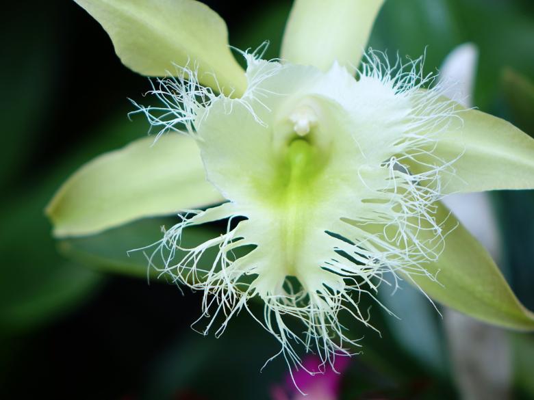 Free stock image of Fresh Orchids created by Pixabay