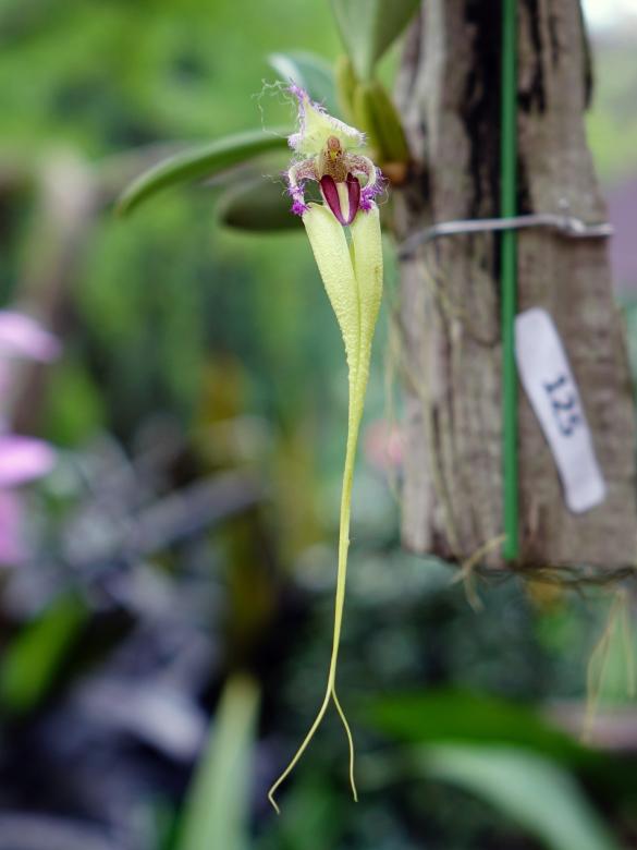 Free stock image of Fresh Orchids created by Pixabay