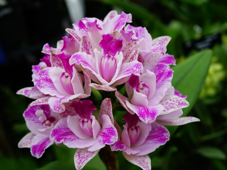 Free stock image of Fresh Orchids created by Pixabay