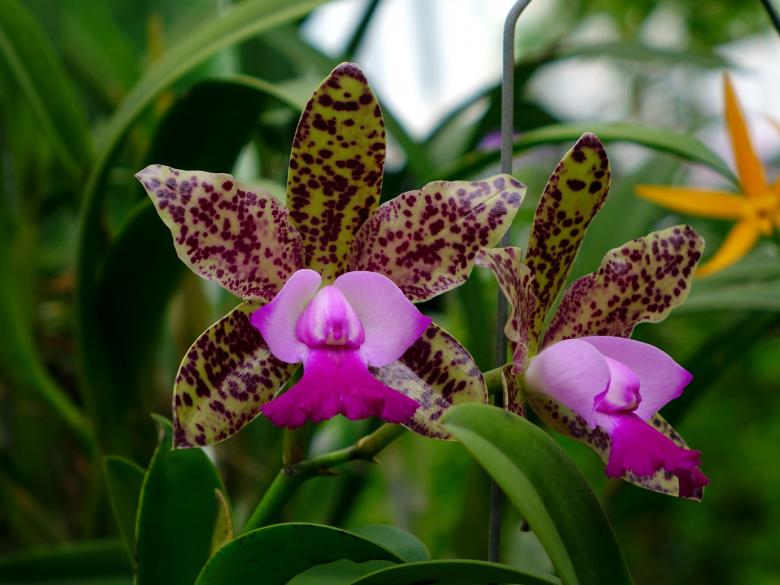 Free stock image of Fresh Orchids created by Pixabay