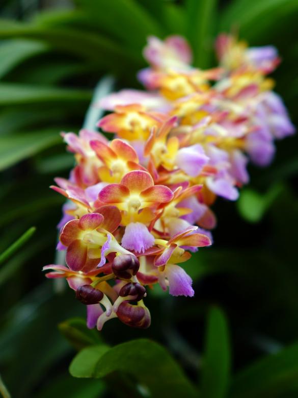 Free stock image of Fresh Orchids created by Pixabay