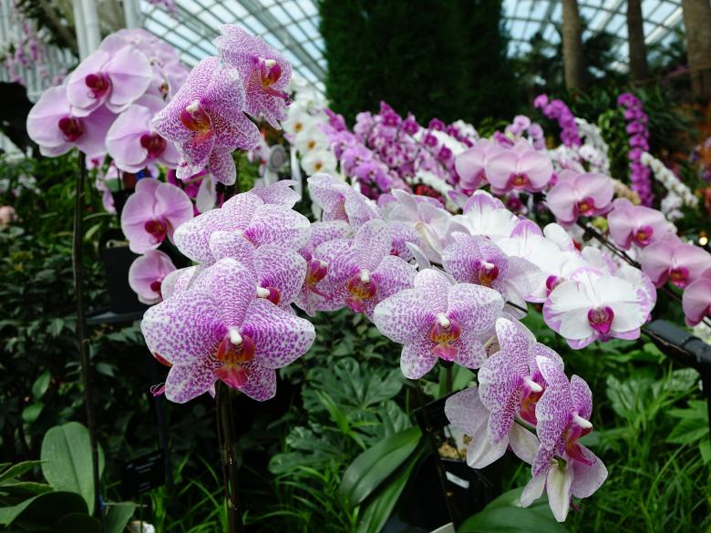 Free stock image of Wild Orchids created by Pixabay