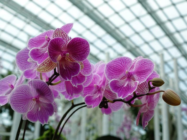 Free stock image of Wild Orchids created by Pixabay