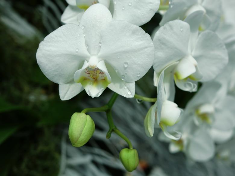 Free stock image of Wild Orchids created by Pixabay