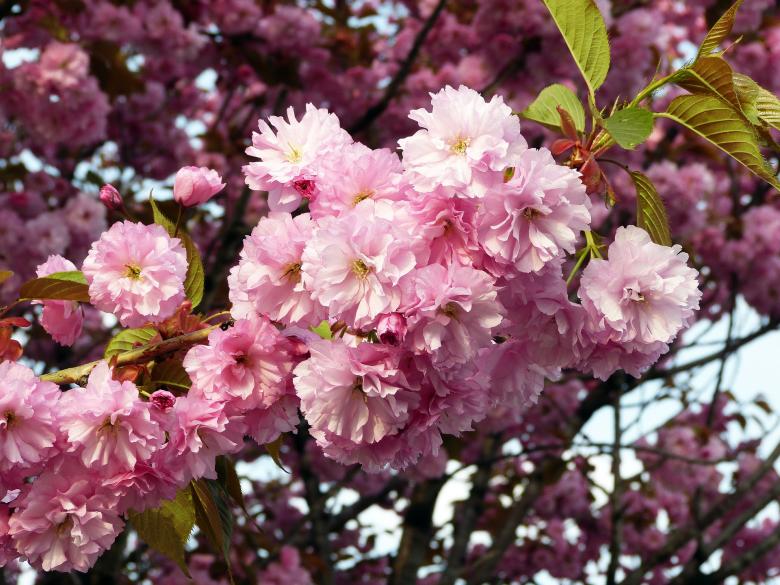 Free stock image of Sakura Flowers created by Pixabay