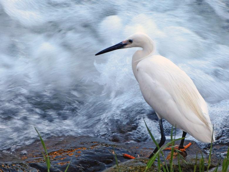 Free stock image of Snowy Egret created by Pixabay
