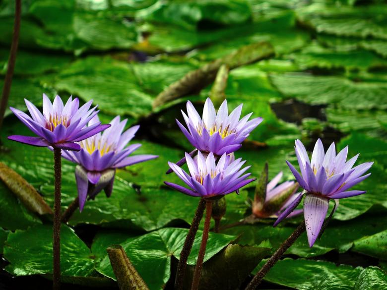 Free stock image of Water Lily created by Pixabay