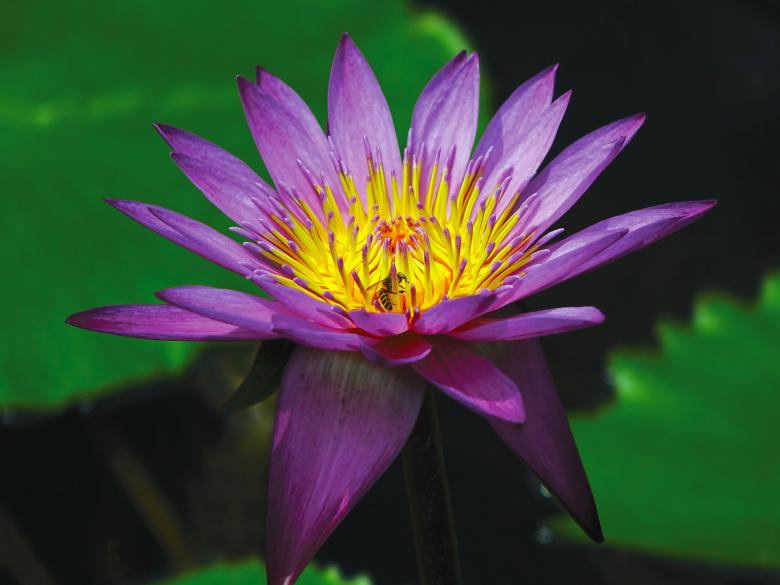 Free stock image of Water Lily created by Pixabay