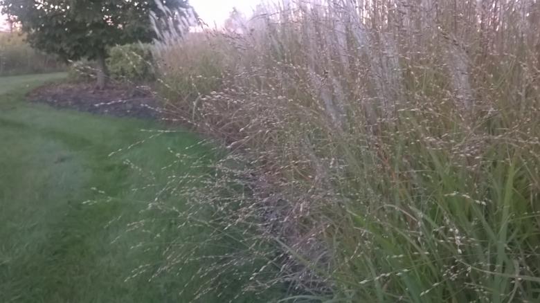 Free stock image of Ornamental Grass created by Mario