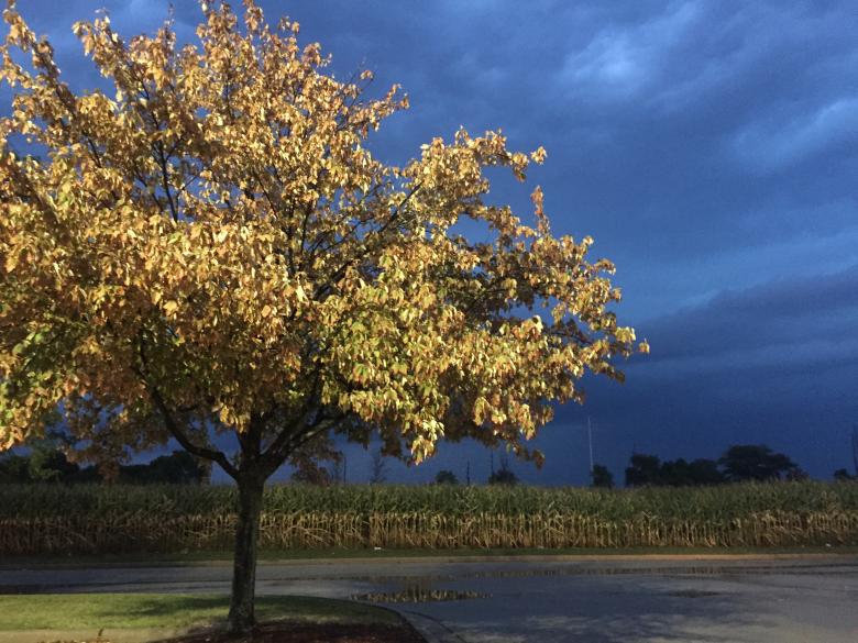 Free stock image of Tree at Night created by Mario