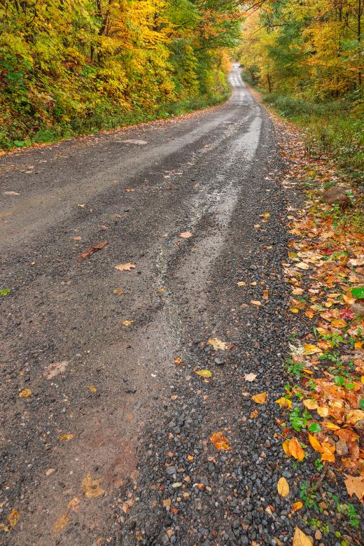Free stock image of Serpent Forest Road - HDR created by Nicolas Raymond