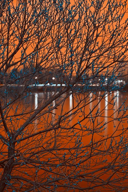 Free stock image of Budding Twilight Spring - Amber Sapphire HDR created by Nicolas Raymond