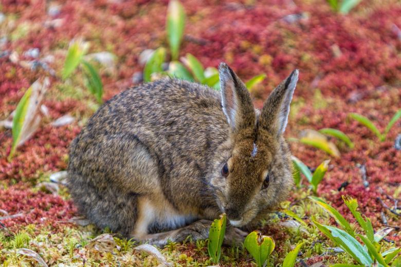 Free stock image of Snowshoe Hare created by Geoffrey Whiteway