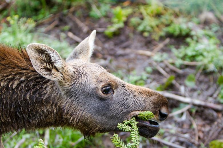 Free stock image of Baby Moose created by Geoffrey Whiteway