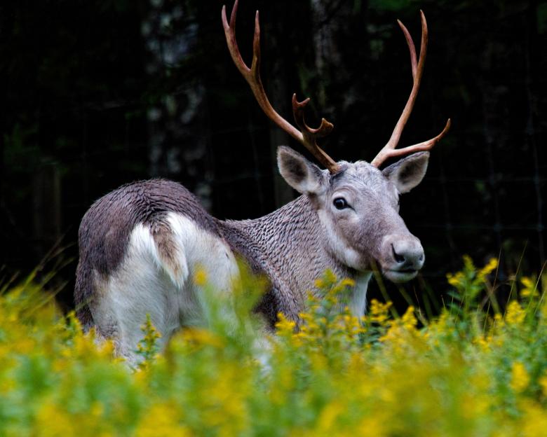 Free stock image of Caribou  created by Geoffrey Whiteway