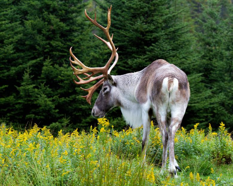 Free stock image of Caribou  created by Geoffrey Whiteway