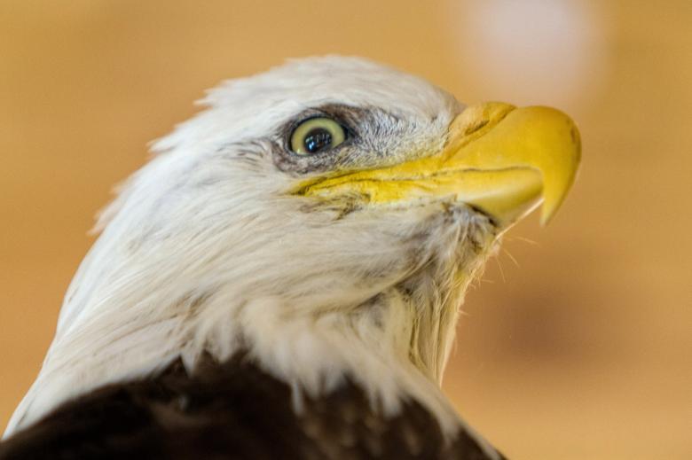 Free stock image of Bald eagle created by Geoffrey Whiteway