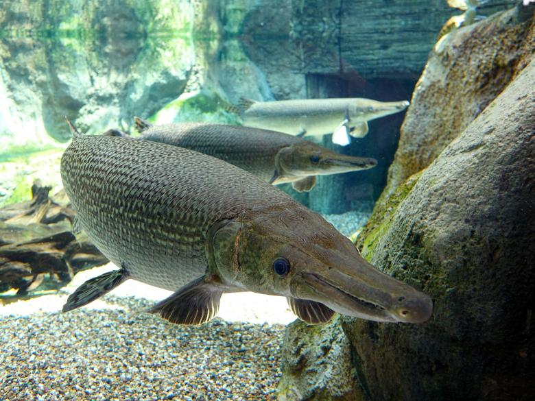 Free stock image of Alligator Fish created by Pixabay