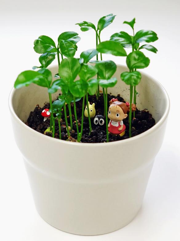 Free stock image of Toys in the Pot created by Pixabay