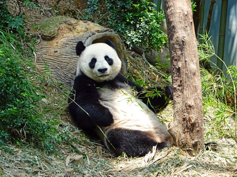 Free stock image of Panda in the Zoo created by Pixabay