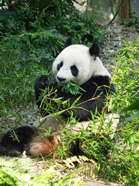 Free stock image of Panda in the Zoo created by Pixabay