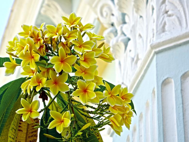Free stock image of Fresh Plumeria created by Pixabay