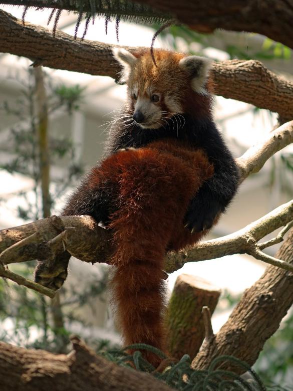 Free stock image of Red Panda created by Pixabay