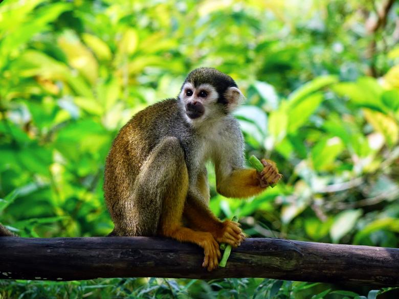 Free stock image of Squirrel Monkey created by Pixabay
