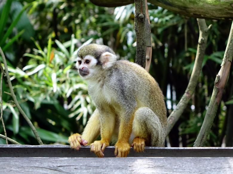 Free stock image of Squirrel Monkey created by Pixabay