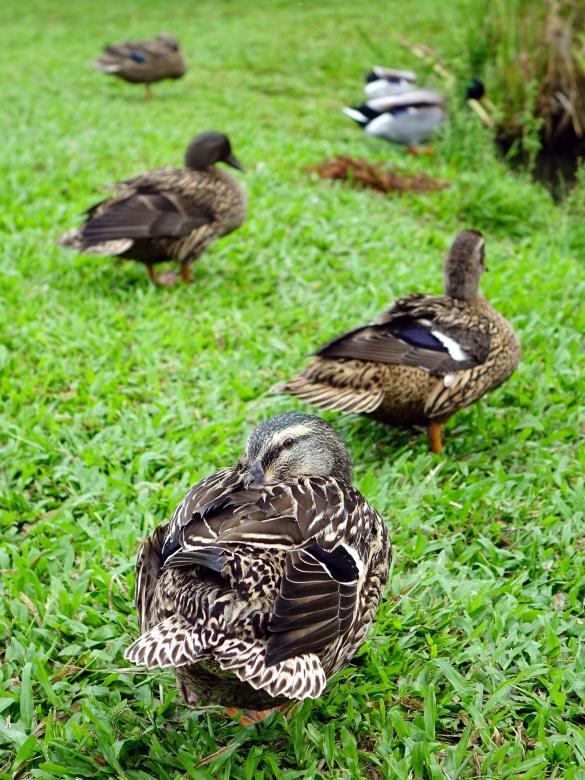 Free stock image of Wild Ducks created by Pixabay