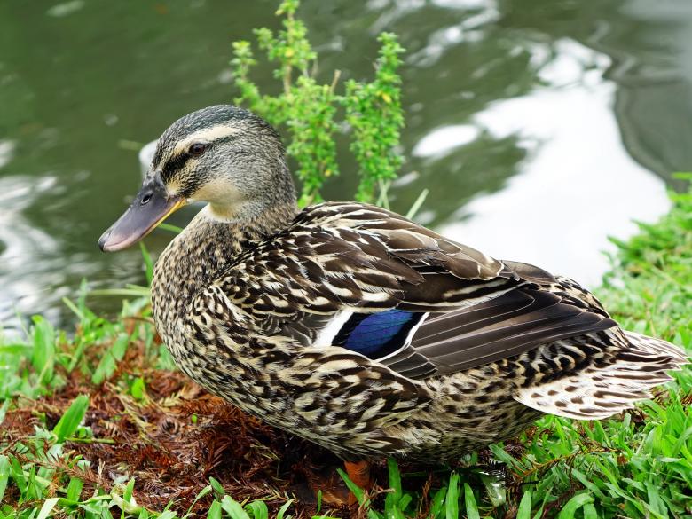 Free stock image of Wild Duck created by Pixabay